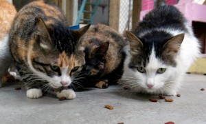 因为生病，连续两次被弃养的猫咪，获救后的反应让人心疼