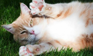 春季猫咪常见的疾病处理，你都做对了吗?