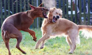 如何阻止狗狗总和别的狗打架呢？