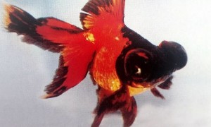百花争艳|金鱼品种赏析——龙睛金鱼