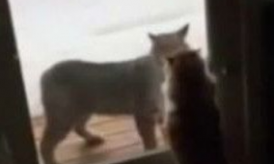 不速之客山猫入侵民宅 家猫低吼威吓劝退山猫