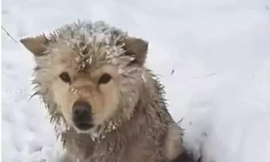 狗狗坐着雪天里没动,过路人感觉很怪异,挨近后泪水模糊不清了双眼