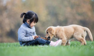 7种小状况 教你如何从鼻子判断狗狗的健康
