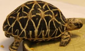 缅甸星龟怎么训练，不知道的来看看！