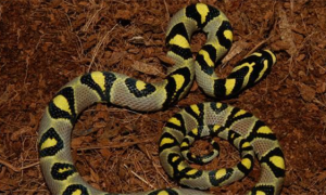 玉斑锦蛇饲养：受到惊吓或粗暴对待可能会咬人？