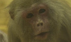 世界上最高龄汤基猕猴年满43岁 相当于人类120岁