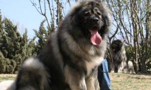 高加索犬能长多大 最小也是在65厘米以上