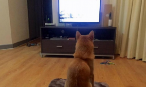 宠物狗真的能看懂电视吗？不要被它们欺骗了