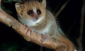 最小的灵长目动物—科氏倭狐猴