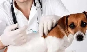 犬瘟早期中后期中后期的症状有什么