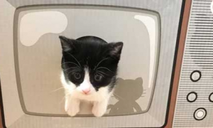 日本新推电视造型的猫屋 见过像贞子的猫咪么