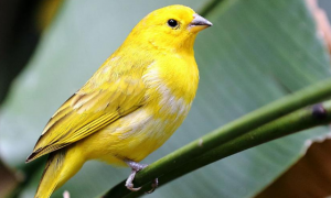 大金黄鸟是什么鸟？