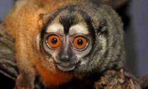 秘鲁夜猴能活多久？