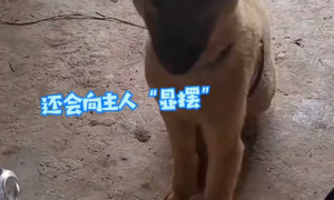 重庆一小伙捡了一只流浪狗回家，没想到这只流浪狗后来成了网红狗