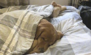 二只狗狗在床上入睡，正中间还刻意留了部位，在给主人暖被窝吗？