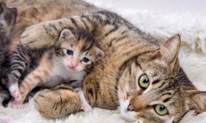 猫生第一胎为什么会死? 聊聊头胎小猫存活率!