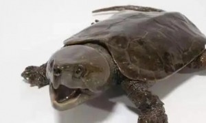 平胸龟如何分公母？详细探索这个问题！
