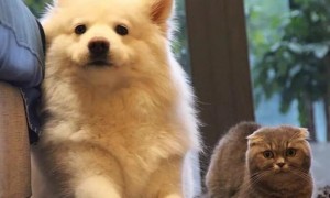 疫情期间人变“宅” 韩国猫、狗进口量近两年激增