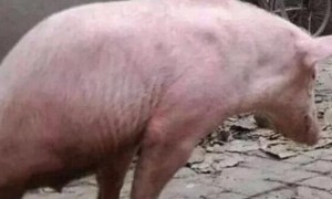 奇闻：农村老汉养了一只天生残疾猪，现在行动自如，现实版猪坚强