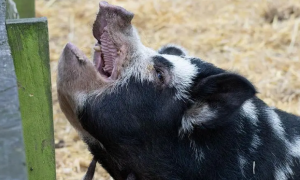 花斑猪是什么品种？你知道吗