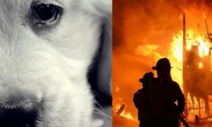 狗狗被困大火中，陌生小伙不顾危险，两次破窗而入搜救，不图回报