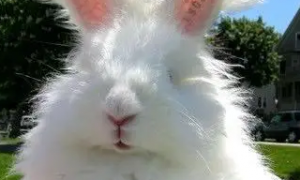 法国安哥拉兔吃什么 是食草动物所以吃草