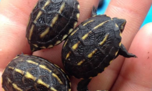 迷你麝香龟是深水龟吗？