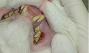 猫牙结石怎么办？猫牙结石有什么症状？
