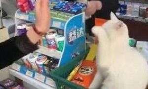 作为超市里唯一打折的特价猫，我很精明的，不喜欢就不要摸我！