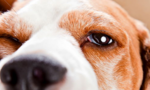 盘点狗狗容易患的这些眼部疾病有哪些？来get下吧