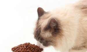 一文详解：趣宠猫粮怎么样？