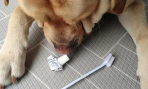 狗吃了人的美白牙膏会死吗？狗吃牙膏会怎么样？