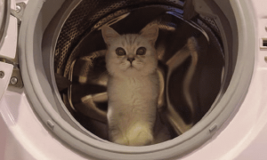 主人想洗衣服，猫咪却钻进洗衣机里不出来，猫：有本事把我洗了！