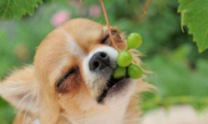 狗吃了葡萄怎么办？