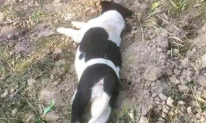网友好心的把一只流浪犬的遗体埋了，結果……狗子：有毛病吧你？