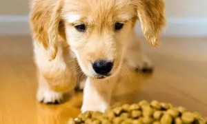 小狗吃多了怎么办？狗狗不吃狗粮怎么办？