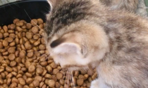 小奶猫吃什么食物除了猫粮