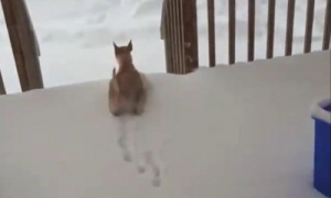 外边下雪了狗狗还想出去玩，結果刚外出就被冻得回去跑，狗：冻脚