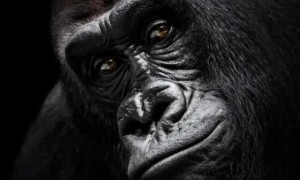 比利时女子与猩猩相爱，频繁送吻影响猩际交往，被禁入动物园