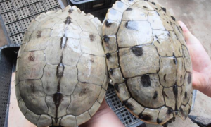 养龟小知识：密西西比地图龟能在水族箱养吗？