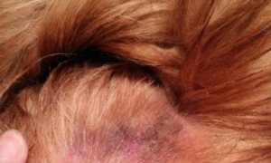 狗狗夏天“肌肤护理”须高度重视让狗狗杜绝皮肤发痒