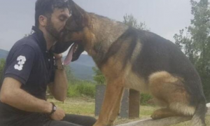 2016年意大利地震中的“英雄狗” 因涉嫌中毒致死