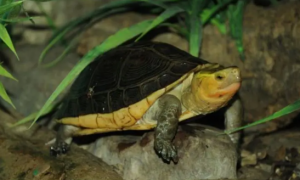今日科普：黄缘闭壳龟能深水养吗？