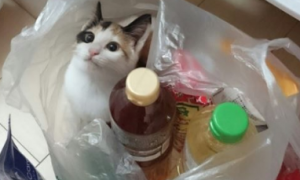 超市购物完袋子里多出一只猫 不记得有购买过啊