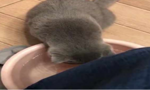 折耳蓝猫喝完网友的洗脚水后，直接哭了起来，不愧是猫界的哈士奇
