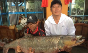 父子联手钓起百斤鳡鱼 身长1.63米激战近3小时