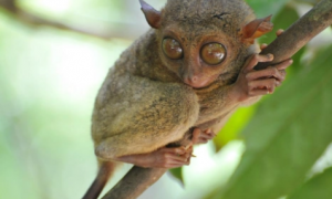 超迷你古灵精怪侏儒眼镜猴，体型较小的大眼萌物