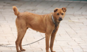 可悲！这5种中华民族犬或因禁养，将消退在中国大地