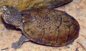虎纹麝香龟保护等级是什么？
