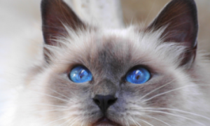 布偶猫几个月显色？布偶猫显色原来有这么多差别？